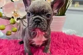 Buldogi francuskie niebieskie