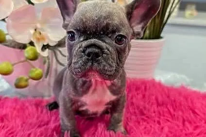 Buldogi francuskie niebieskie