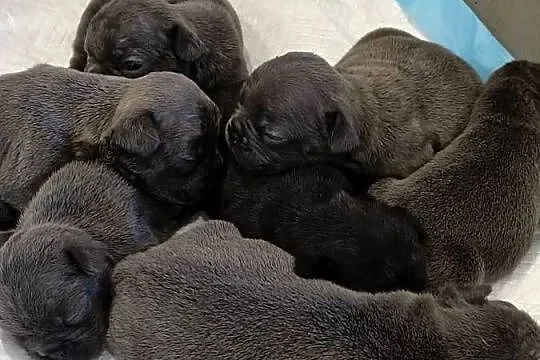 Buldogi francuskie niebieskie, Warmińsko-mazurskie, Bartoszyce