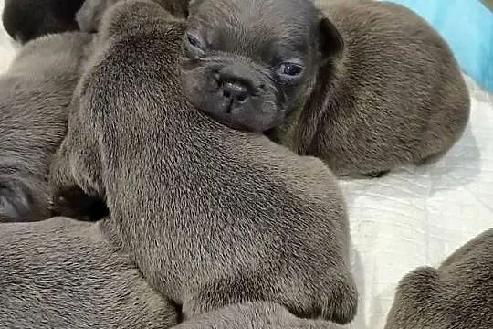 Buldogi francuskie niebieskie, Warmińsko-mazurskie, Bartoszyce