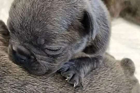 Buldogi francuskie niebieskie, Warmińsko-mazurskie, Bartoszyce