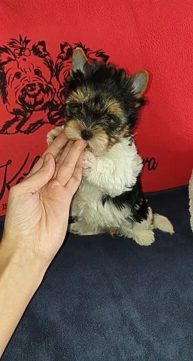 Yorkshire Terrier Biewer sliczna sunia ur.11.08.2020.PASZPORT!!!, , Sędziejowice