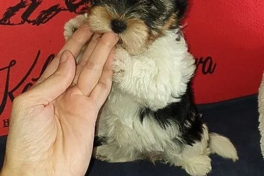 Yorkshire Terrier Biewer sliczna sunia ur.11.08.2020.PASZPORT!!!, , Sędziejowice