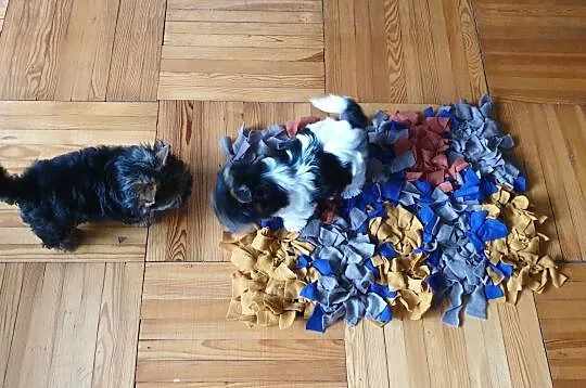 Yorkshire Terrier Biewer sliczna sunia ur.11.08.2020.PASZPORT!!!, , Sędziejowice