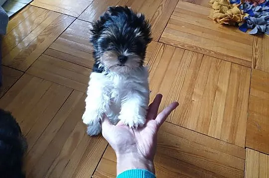 Yorkshire Terrier Biewer sliczna sunia ur.11.08.2020.PASZPORT!!!, , Sędziejowice