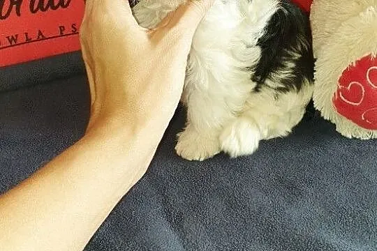 Yorkshire Terrier Biewer sliczna sunia ur.11.08.2020.PASZPORT!!!, , Sędziejowice