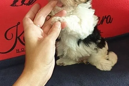 Yorkshire Terrier Biewer sliczna sunia ur.11.08.2020.PASZPORT!!!, , Sędziejowice