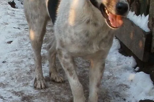 Oskar przyjacielski psiak -  mix foxterrierka ,  m