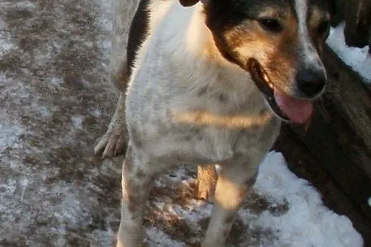 Oskar przyjacielski psiak -  mix foxterrierka ,  m