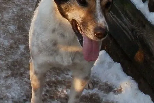 Oskar przyjacielski psiak -  mix foxterrierka ,  m