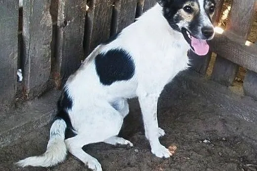 Oskar przyjacielski psiak -  mix foxterrierka ,  m