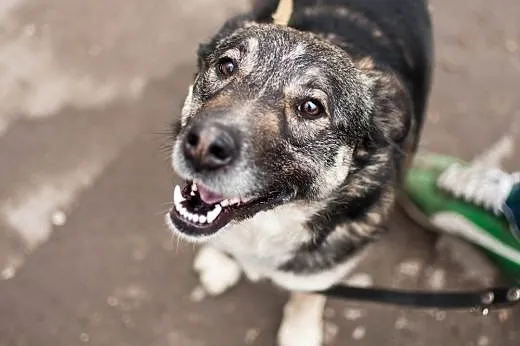 Hela - cudna sunia bardzo prosi o dom,  Kundelki c
