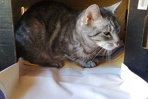 PILNE!! Fredzia musi szybko znaleźć dom!,  mazowie