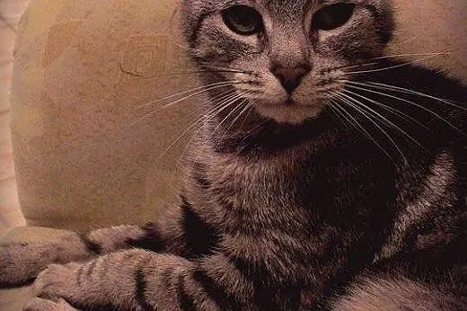 PILNE!! Fredzia musi szybko znaleźć dom!,  mazowie