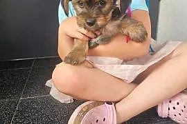 York terrier chłopczyk
