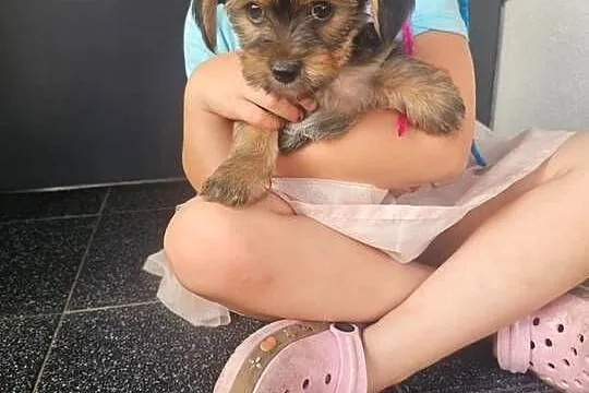 York terrier chłopczyk