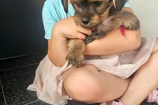 York terrier chłopczyk, Łódzkie, Chróścin