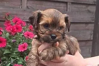 York terrier chłopczyk, Łódzkie, Chróścin