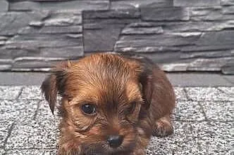 York terrier chłopczyk, Łódzkie, Chróścin