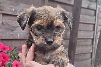 York terrier chłopczyk, Łódzkie, Chróścin