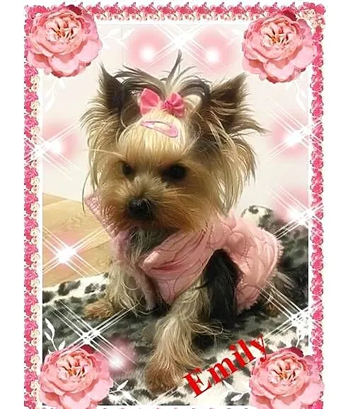 York,yorkshire terrier!ELITARNE MICRO CUDEŃKO
