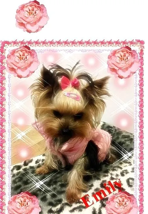 York,yorkshire terrier!ELITARNE MICRO CUDEŃKO