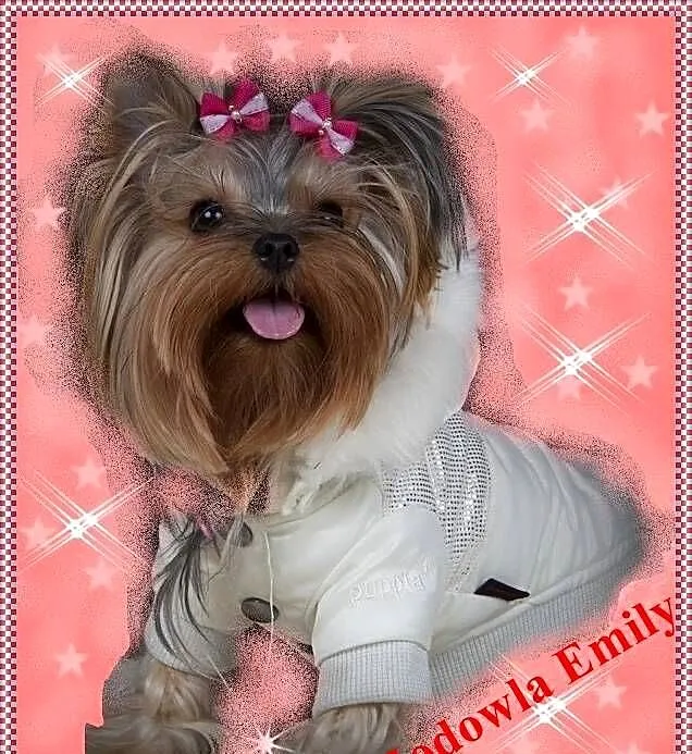 York,yorkshire terrier!ELITARNE MICRO CUDEŃKO