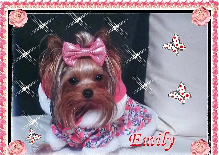 York,yorkshire terrier!ELITARNE MICRO CUDEŃKO