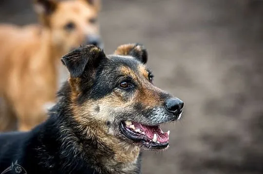 Leo - psie słodkości pełne beztroskiej radości:), Kraków