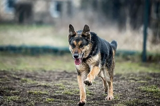 Leo - psie słodkości pełne beztroskiej radości:), Kraków