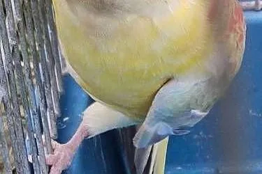 Papuga swiergotka samica
