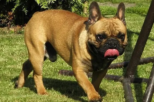 Suczki Buldoga Francuskiego