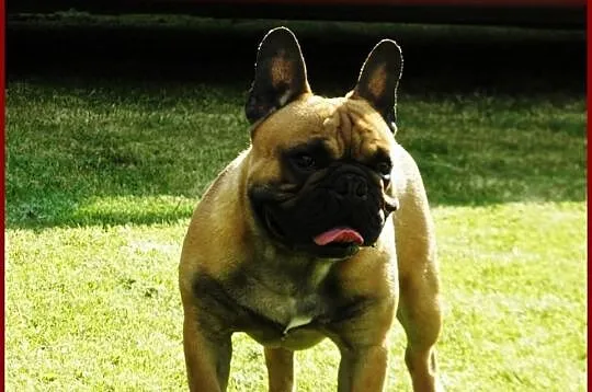Suczki Buldoga Francuskiego