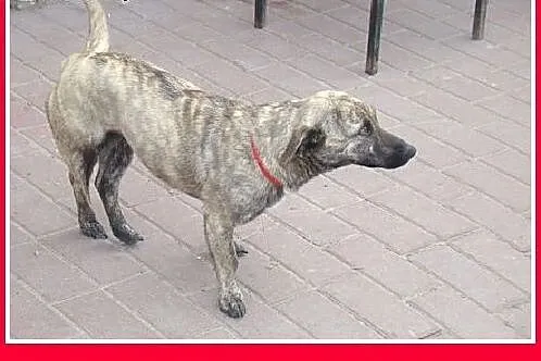 5 kg,młoda,delikatna,łagodna,domowa,płowa pręgowana suczka PRĘGUSIA.,  mazowieckie Warszawa