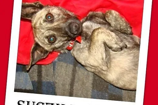 5 kg,młoda,delikatna,łagodna,domowa,płowa pręgowan