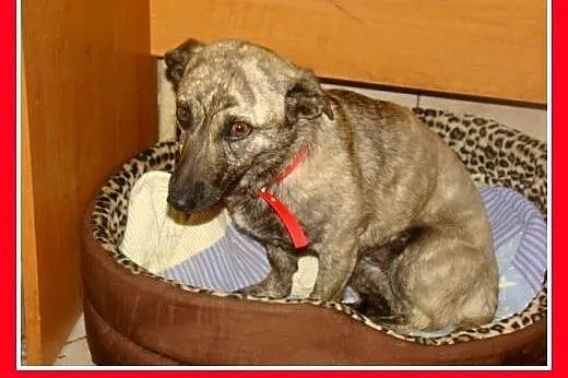 5 kg,młoda,delikatna,łagodna,domowa,płowa pręgowan