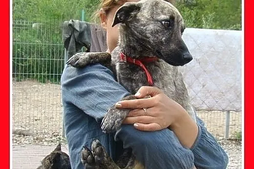 5 kg,młoda,delikatna,łagodna,domowa,płowa pręgowan