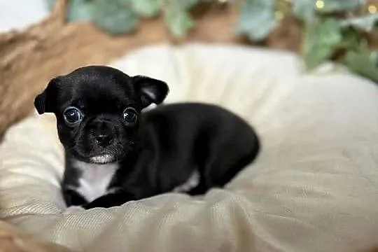 Suczka Chihuahua Czarna z białymi znaczeniami