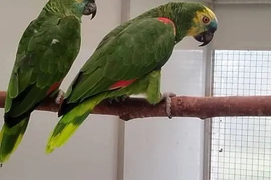 Amazonka niebieskoczelna