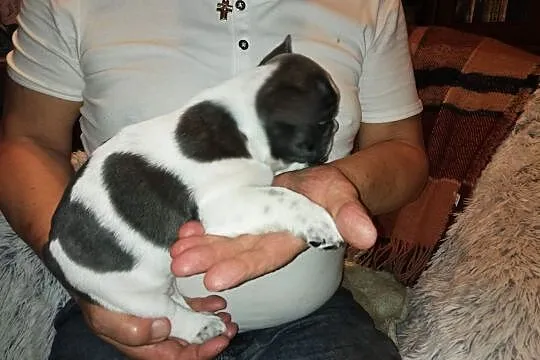 Buldog francuski, Mazowieckie, Żyrardów