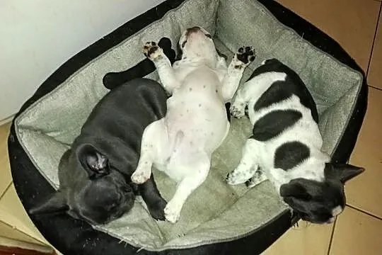 Buldog francuski, Mazowieckie, Żyrardów