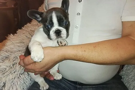 Buldog francuski, Mazowieckie, Żyrardów