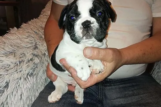 Buldog francuski, Mazowieckie, Żyrardów