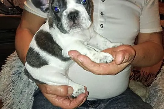 Buldog francuski, Mazowieckie, Żyrardów