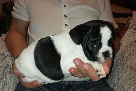 Buldog francuski, Mazowieckie, Żyrardów