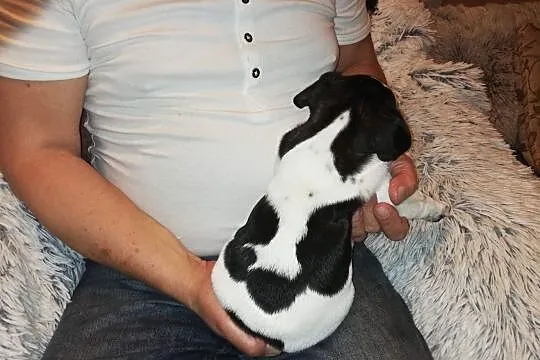 Buldog francuski, Mazowieckie, Żyrardów