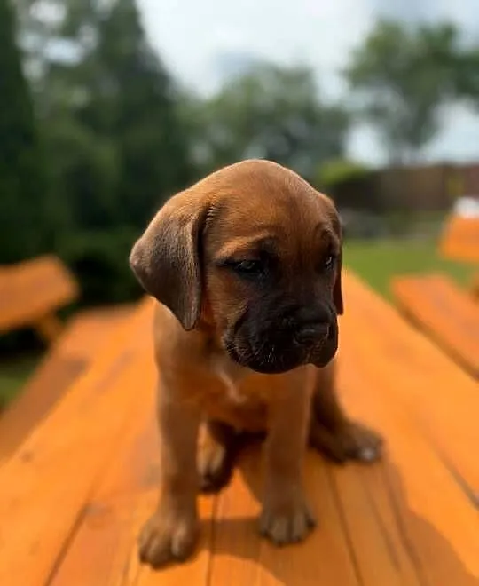 Cane Corso Italiano,-###,, Kujawsko-pomorskie, Mogilno
