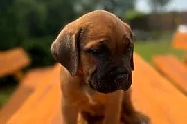 Cane Corso Italiano,-###,