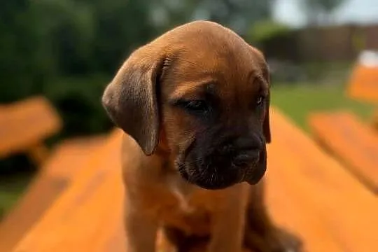 Cane Corso Italiano,-###,, Kujawsko-pomorskie, Mogilno