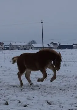 Sprzedam spokojnego ogierka rasy polski koń zimnokrwisty, , Studzianka